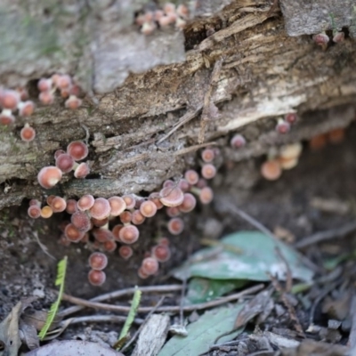 Unidentified Fungus at Quaama, NSW - 1 May 2020 by FionaG