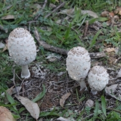 Coprinus comatus (Shaggy Ink Cap) at Hughes, ACT - 28 Apr 2020 by kieranh