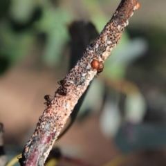 Papyrius nitidus (Shining Coconut Ant) at Hughes, ACT - 28 Apr 2020 by kieranh