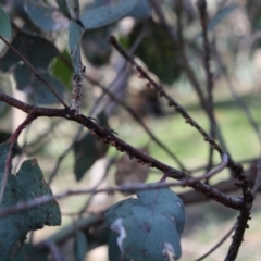 Eriococcus coriaceus (Gumtree Scale) at Deakin, ACT - 28 Apr 2020 by kieranh