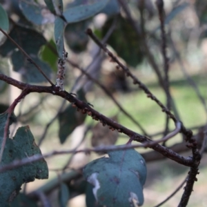 Eriococcus coriaceus at Deakin, ACT - 28 Apr 2020