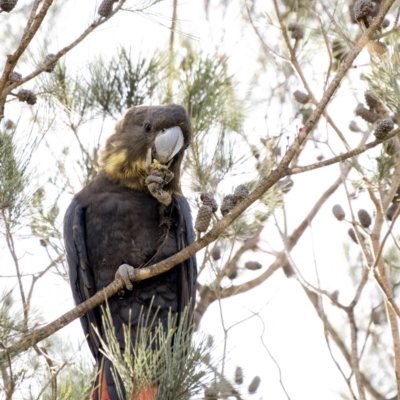 Calyptorhynchus lathami lathami (Glossy Black-Cockatoo) at Penrose, NSW - 27 Apr 2020 by Aussiegall