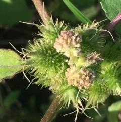 Xanthium occidentale (Noogoora Burr, Cockle Burr) at Stromlo, ACT - 28 Apr 2020 by JaneR