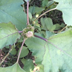 Xanthium occidentale at Stromlo, ACT - 28 Apr 2020