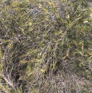 Callistemon sieberi at Stromlo, ACT - 28 Apr 2020