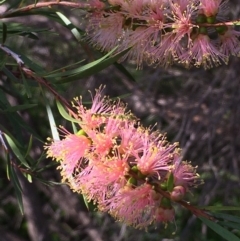 Callistemon sieberi at Stromlo, ACT - 28 Apr 2020