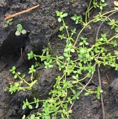 Callitriche stagnalis (Common Starwort) at Stromlo, ACT - 28 Apr 2020 by JaneR