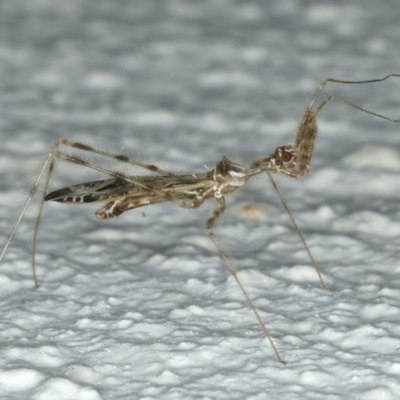 Stenolemus sp. (genus) (Thread-legged assassin bug) at Ainslie, ACT - 27 Nov 2019 by jbromilow50