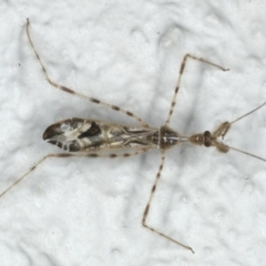 Stenolemus sp. (genus) at Ainslie, ACT - 27 Nov 2019 08:32 PM