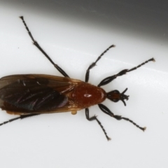 Bibio imitator (Garden maggot) at Ainslie, ACT - 27 Nov 2019 by jbromilow50