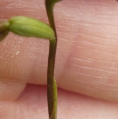 Corunastylis clivicola (Rufous midge orchid) at Hall, ACT - 27 Apr 2020 by brunonia