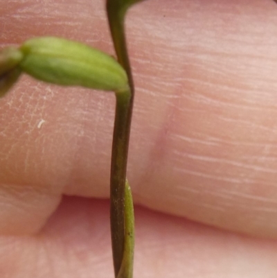 Corunastylis clivicola (Rufous midge orchid) at Hall, ACT - 27 Apr 2020 by brunonia