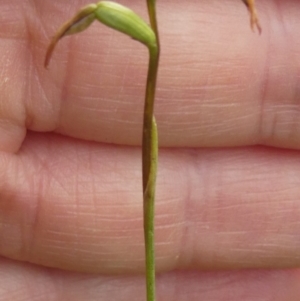 Corunastylis clivicola at Hall, ACT - suppressed