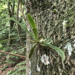 Sarcochilus falcatus (Orange Blossum Orchid) at Wattamolla, NSW - 28 Apr 2020 by WattaWanderer