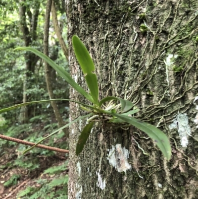 Sarcochilus falcatus (Orange Blossum Orchid) at Wattamolla, NSW - 28 Apr 2020 by WattaWanderer