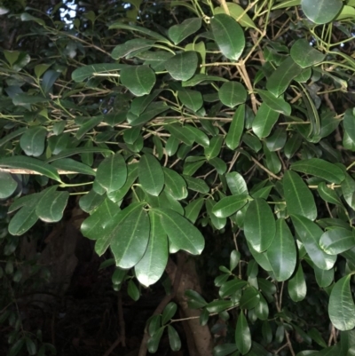 Baloghia inophylla (Brush Bloodwood) at Wattamolla, NSW - 28 Apr 2020 by WattaWanderer