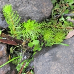 Myriophyllum alpinum (Alpine Water-milfoil) at Bolaro, NSW - 23 Mar 2019 by DavidMcKay