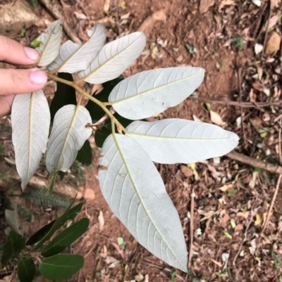 Alphitonia excelsa (Red Ash) at Wattamolla, NSW - 28 Apr 2020 by WattaWanderer