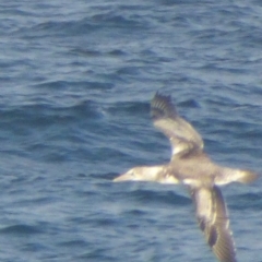 Morus serrator (Australasian Gannet) at Wallaga Lake, NSW - 27 Apr 2020 by Jackie Lambert