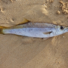 Unidentified Marine Fish Uncategorised at Bermagui, NSW - 27 Apr 2020 by JackieLambert