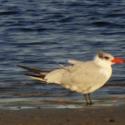 Hydroprogne caspia (Caspian Tern) at Bermagui, NSW - 16 Mar 2020 by Jackie Lambert