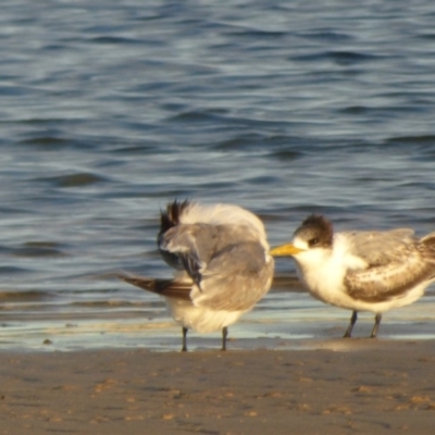 Thalasseus bergii (Crested Tern) at Bermagui, NSW - 16 Mar 2020 by JackieLambert