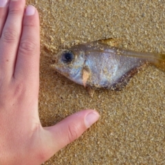 Pempheris compressa (Smallscale Bullseye) at Bermagui, NSW - 29 Mar 2020 by JackieLambert
