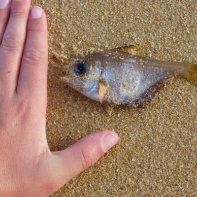 Unidentified Fish at Bermagui, NSW - 29 Mar 2020 by JackieLambert