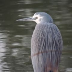 Egretta novaehollandiae (White-faced Heron) at Paddys River, ACT - 29 Dec 2019 by michaelb