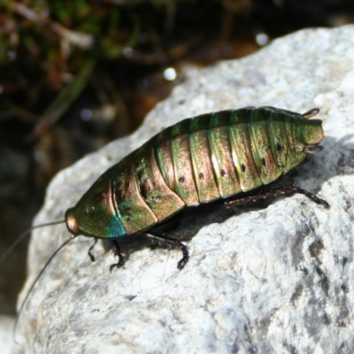 Polyzosteria viridissima (Alpine Metallic Cockroach) at Kosciuszko National Park - 8 Mar 2008 by rawshorty