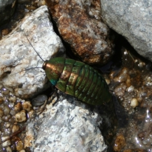 Polyzosteria viridissima at Kosciuszko National Park, NSW - 8 Mar 2008