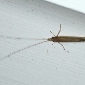 Leptoceridae sp. (family) at Ainslie, ACT - 27 Nov 2019