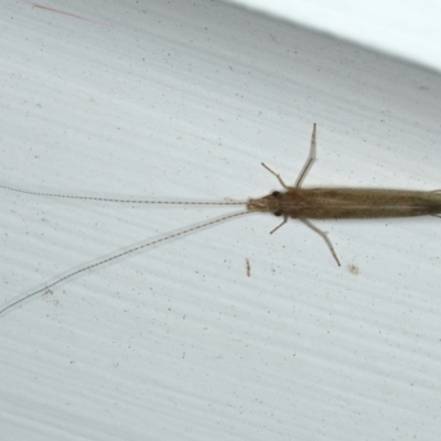 Leptoceridae sp. (family) (Long-horned caddisfly) at Ainslie, ACT - 27 Nov 2019 by jb2602