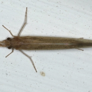 Leptoceridae sp. (family) at Ainslie, ACT - 27 Nov 2019