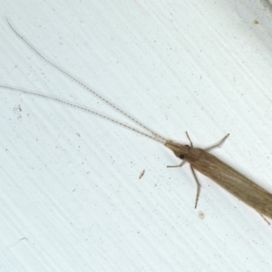 Leptoceridae sp. (family) at Ainslie, ACT - 27 Nov 2019