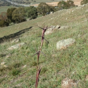 Cymbopogon refractus at Dunlop, ACT - 28 Apr 2020