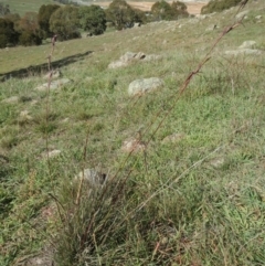 Cymbopogon refractus at Dunlop, ACT - 28 Apr 2020