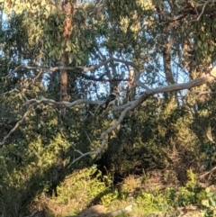 Dacelo novaeguineae (Laughing Kookaburra) at Stromlo, ACT - 27 Apr 2020 by ellenhansen13