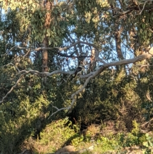 Dacelo novaeguineae at Stromlo, ACT - 27 Apr 2020