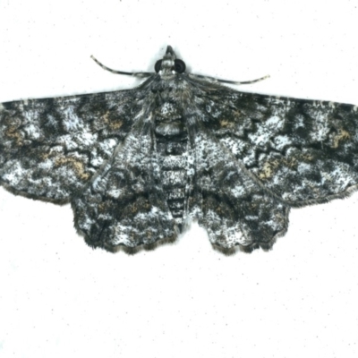 Cleora displicata (A Cleora Bark Moth) at Ainslie, ACT - 27 Nov 2019 by jbromilow50