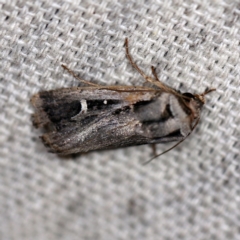 Proteuxoa undescribed species near paragypsa (A Noctuid moth) at O'Connor, ACT - 28 Apr 2020 by ibaird