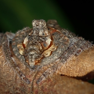 Dolophones turrigera at Melba, ACT - 4 Jan 2012 05:08 PM