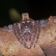 Dolophones turrigera at Melba, ACT - 4 Jan 2012