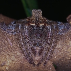 Dolophones turrigera at Melba, ACT - 4 Jan 2012 05:08 PM