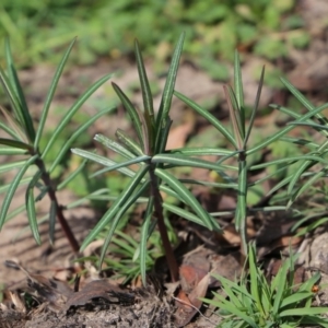 Euphorbia lathyris at Cotter River, ACT - 28 Apr 2020