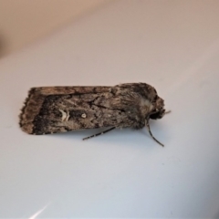 Proteuxoa bistrigula (An Owlet Moth) at Cook, ACT - 24 Apr 2020 by CathB