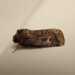 Proteuxoa bistrigula at Cook, ACT - 24 Apr 2020