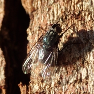 Helina sp. (genus) at Cook, ACT - 27 Apr 2020