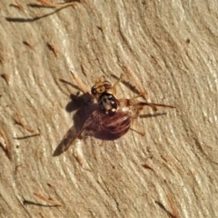 Tephritidae sp. (family) (Unidentified Fruit or Seed fly) at Cook, ACT - 27 Apr 2020 by CathB