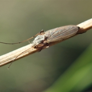 Chironomidae (family) at Cook, ACT - 27 Apr 2020